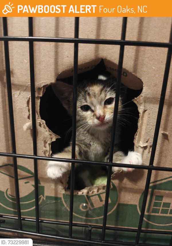 Found/Stray Female Cat last seen Corner of S Baker & E Allen St, Four Oaks, NC 27524