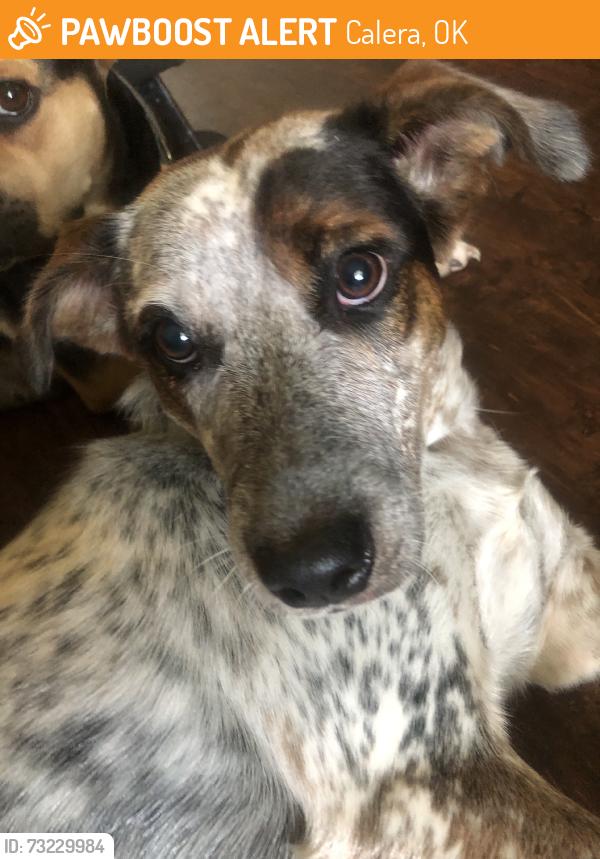 Found/Stray Female Dog last seen Main street and glenbrook, Calera, OK 74730
