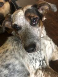 Found/Stray Female Dog last seen Main street and glenbrook, Calera, OK 74730