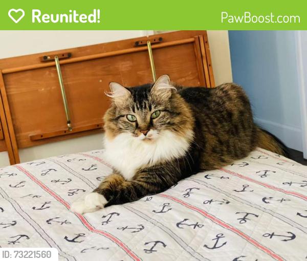Reunited Female Cat last seen Olympia, Wellington, FL 33414