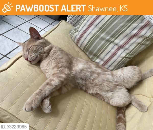 Found/Stray Male Cat last seen Near W 65th St, Shawnee, KS 66217 (Walmart parking lot), Shawnee, KS 66217