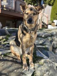 Reunited Female Dog last seen Plum, Seattle, WA 98144