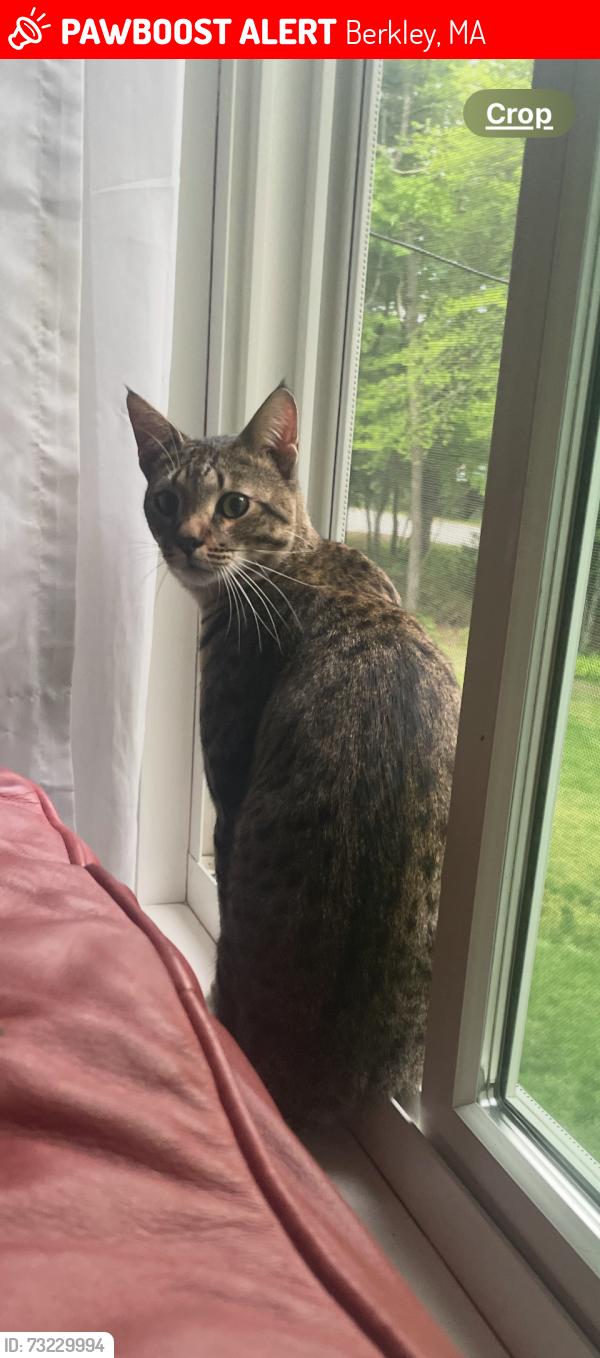 Lost Male Cat last seen Padelford St, Susan Dr, Seymour St, Plain St, Berkley, MA 02779