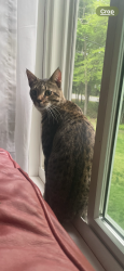 Lost Male Cat last seen Padelford St, Susan Dr, Seymour St, Plain St, Berkley, MA 02779