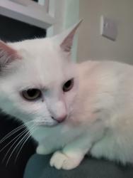 Reunited Male Cat last seen S41 7el, Derbyshire, England S41 7EL