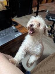 Reunited Female Dog last seen Shannon Way and Kemp, Gwinnett County, GA 30044