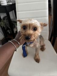 Found/Stray Male Dog last seen 148th Woodlawn, Dolton, IL 60419
