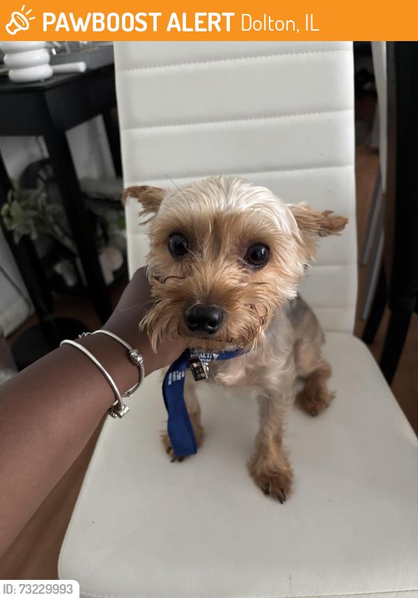 Found/Stray Male Dog last seen 148th Woodlawn, Dolton, IL 60419