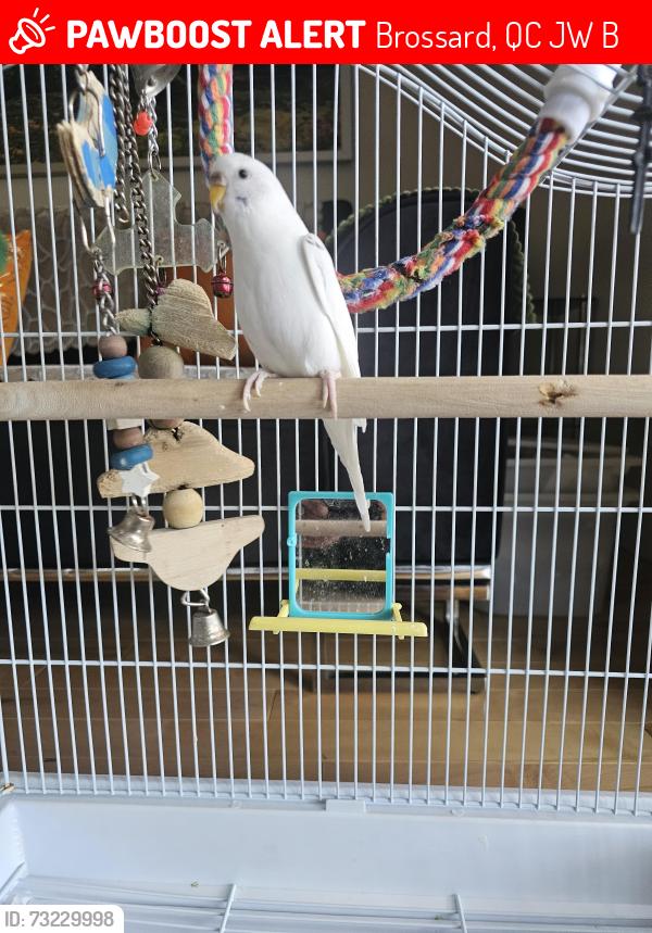 Lost Unknown Bird last seen Touchette, Brossard, QC J4W 3B9