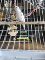 Lost Unknown Bird last seen Touchette, Brossard, QC J4W 3B9