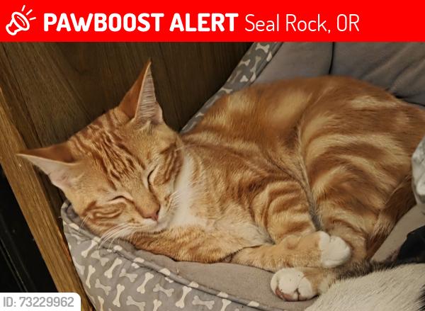 Lost Male Cat last seen Swallow street, Seal Rock, OR 97376