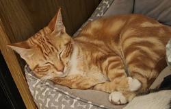 Lost Male Cat last seen Swallow street, Seal Rock, OR 97376