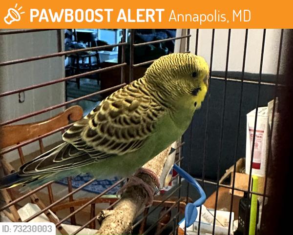Found/Stray Female Bird last seen 's Sporting Goods Jennifer Rd., Annapolis, MD 21401