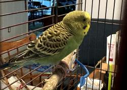 Found/Stray Female Bird last seen 's Sporting Goods Jennifer Rd., Annapolis, MD 21401