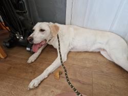 Reunited Female Dog last seen Park road, Hindley, England 
