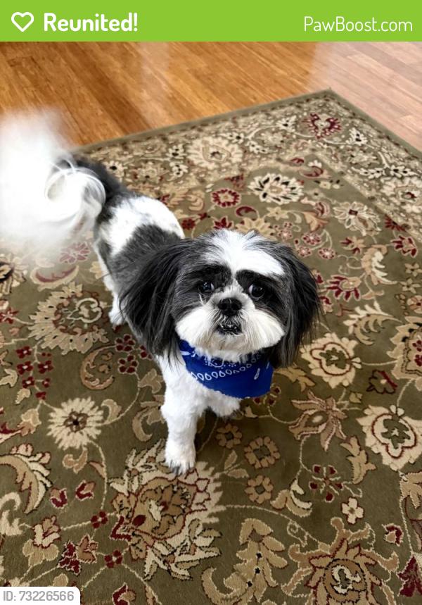 Reunited Male Dog last seen Cory Drive, El Paso, TX 79932