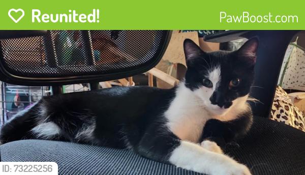 Reunited Male Cat last seen Old Dallas road and east dallas road, Chattanooga, TN 37405