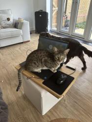 Lost Female Cat last seen A43, West Northamptonshire, England NN6 0SB