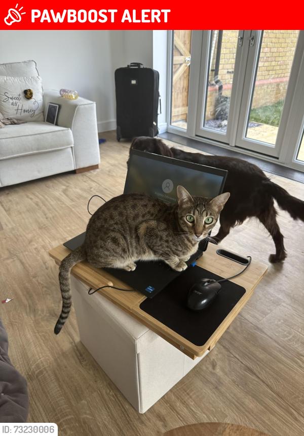 Lost Female Cat last seen A43, West Northamptonshire, England NN6 0SB