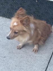 Reunited Male Dog last seen Hass and Fenton, Dearborn Heights, MI 48127