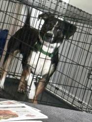 Reunited Male Dog last seen Sancus Blvd and Lazelle, Westerville, OH 43081