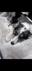 Reunited Male Dog last seen Near applebutter road, Hellertown, PA 18055