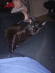 Reunited Male Cat last seen Boss TV, Shelby, NC 28150