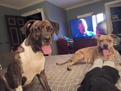 Lost Male Dog last seen Hibriten Mountain area, Lenoir, NC 28645