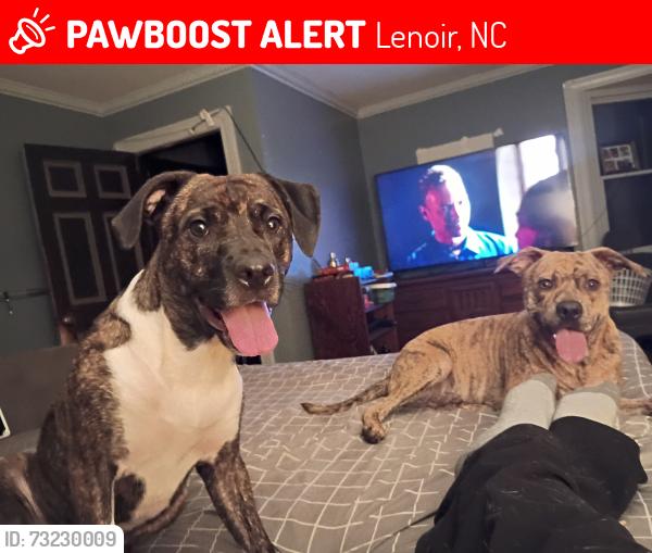 Lost Male Dog last seen Hibriten Mountain area, Lenoir, NC 28645