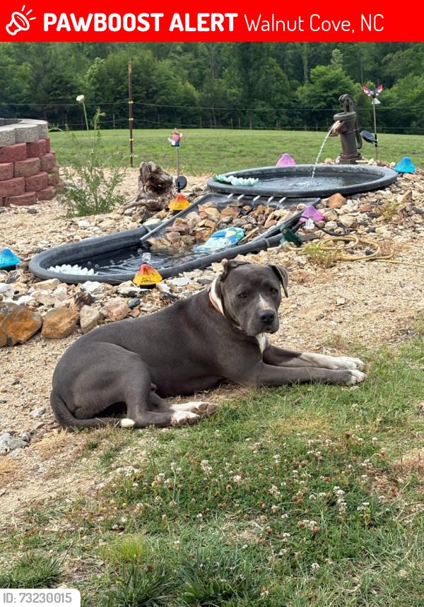 Lost Male Dog last seen Near hardware store and ingles, Walnut Cove, NC 27052