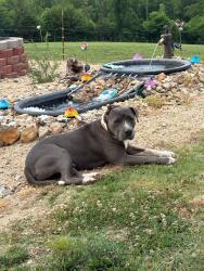Lost Male Dog last seen Near hardware store and ingles, Walnut Cove, NC 27052