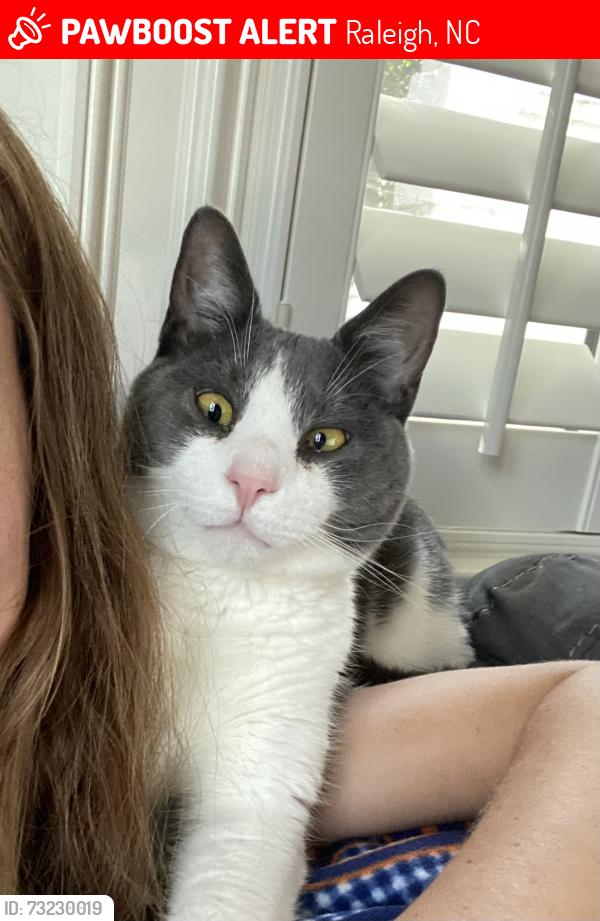 Lost Male Cat last seen Person street and Oakwood, Raleigh, NC 27601