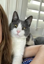 Lost Male Cat last seen Person street and Oakwood, Raleigh, NC 27601
