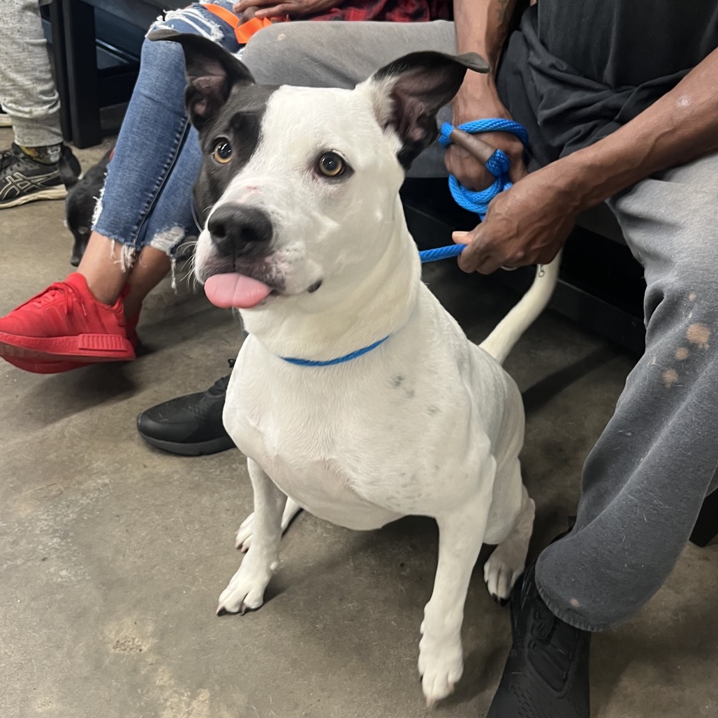 Shelter Stray Male Dog last seen , 3607 N Armenia Ave, Tampa, FL 33607, USA