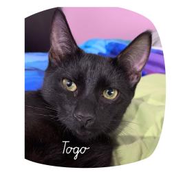 Lost Male Cat last seen River”s Edge, Port St. Lucie, FL 34952