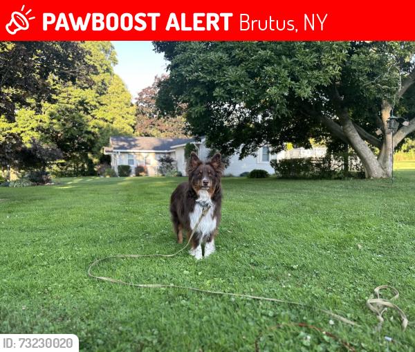 Lost Female Dog last seen Chamberlin and Pump Roads, Brutus, NY 13080