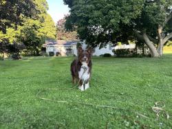Lost Female Dog last seen Chamberlin and Pump Roads, Brutus, NY 13080