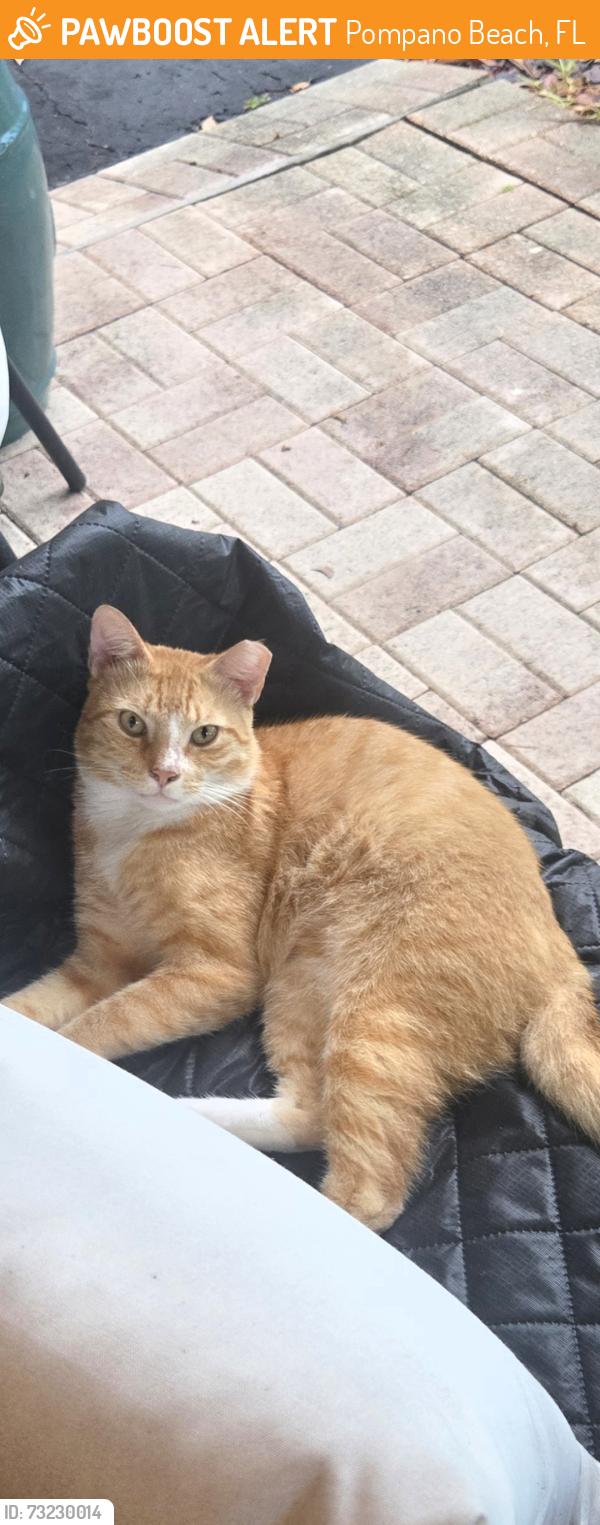 Found/Stray Male Cat last seen McNab and Cypress Rd, Pompano Beach, FL 33060
