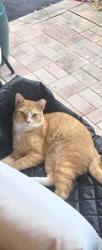 Found/Stray Male Cat last seen McNab and Cypress Rd, Pompano Beach, FL 33060