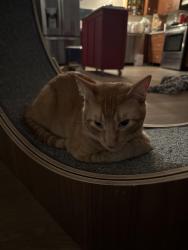 Reunited Male Cat last seen Seven Hills & Walnut Rd, Castro Valley, CA 94546