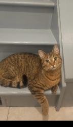 Lost Male Cat last seen Homerville, Homerville, OH 44235