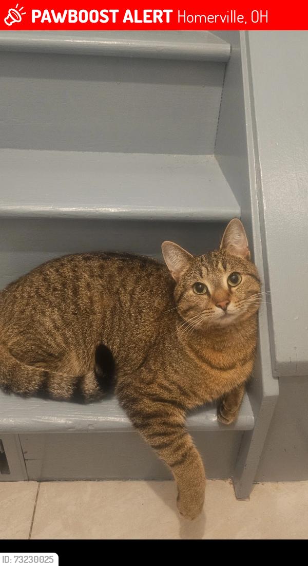 Lost Male Cat last seen Homerville, Homerville, OH 44235