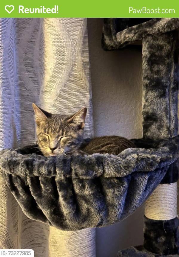 Reunited Female Cat last seen 118th & Norfolk, Commerce City, CO 80022