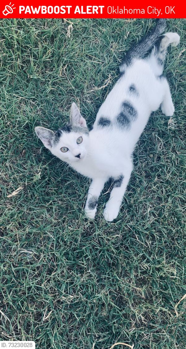 Lost Male Cat last seen Cicamor creek, Oklahoma City, OK 73099