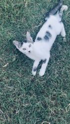 Lost Male Cat last seen Cicamor creek, Oklahoma City, OK 73099