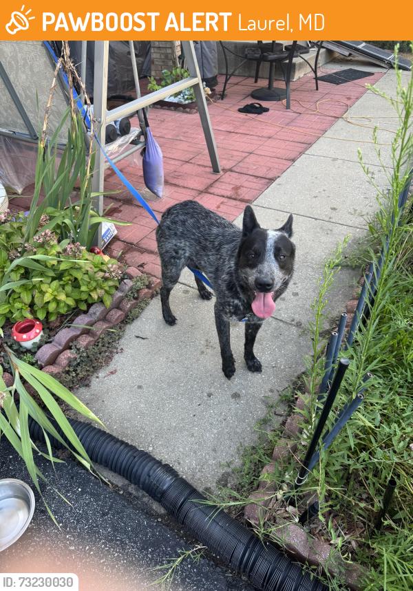 Found/Stray Male Dog last seen Aldi Route 1 Laurel, Laurel, MD 20707