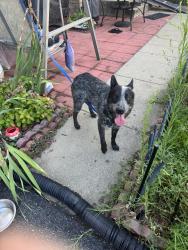 Found/Stray Male Dog last seen Aldi Route 1 Laurel, Laurel, MD 20707