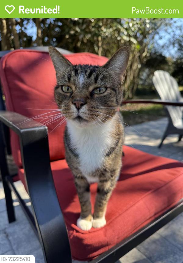 Reunited Male Cat last seen Near Barbour Store Rd, Willow Spring, NC 27592, USA, Willow Spring, NC 27592