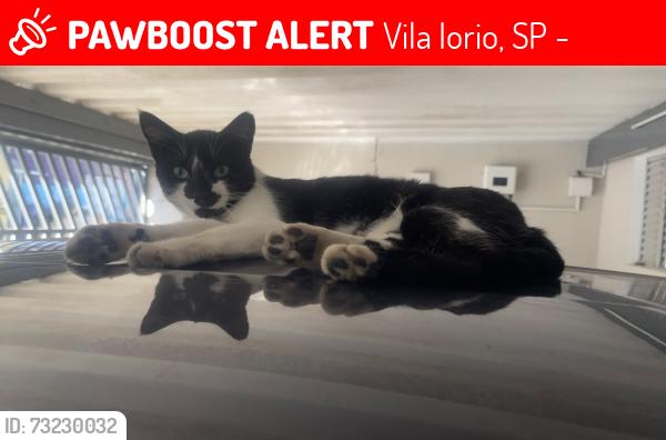 Lost Male Cat last seen Rua Alfredo margaria ao lado do 415, Vila Iorio, SP 02964-120
