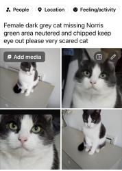 Lost Female Cat last seen Utting avenue, Merseyside, England 